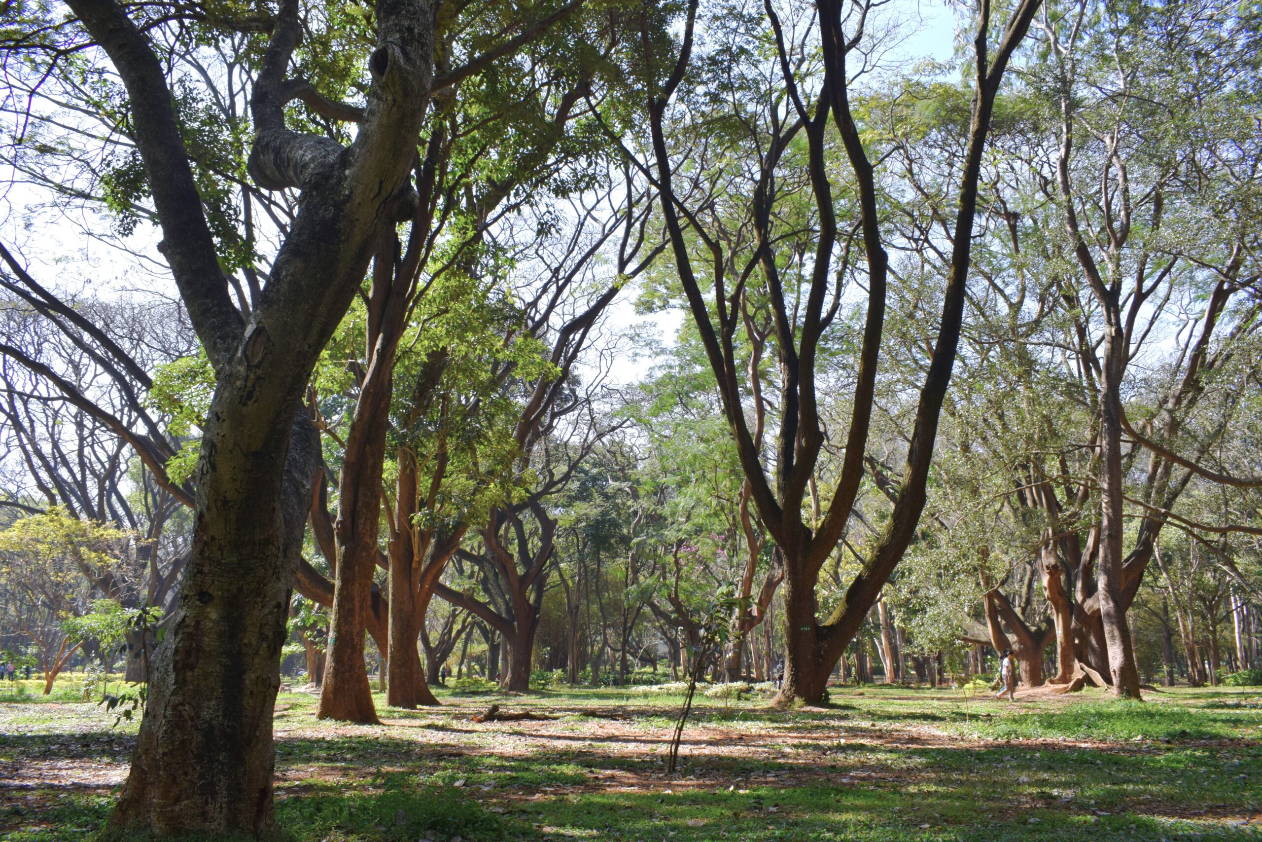 cubbon park bangalore